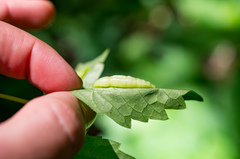 Dasineura parthenocissi