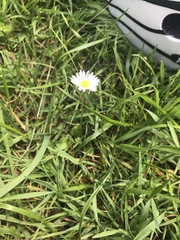 Bellis perennis