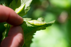 Dasineura parthenocissi