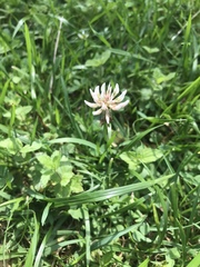 Trifolium repens