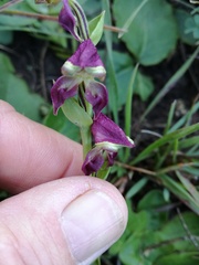 Disperis stenoplectron