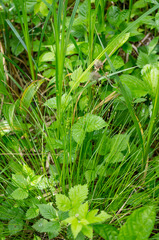 Stellulatae
