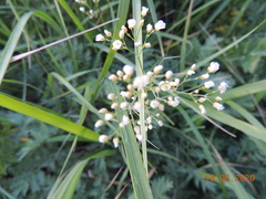 Eremogone longifolia