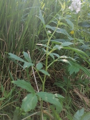 Cardamine macrophylla