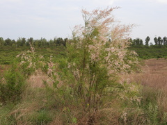 Tamarix austromongolica