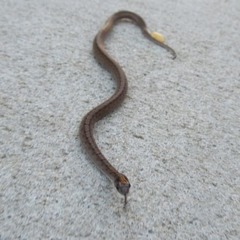 Storeria dekayi