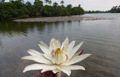 Nymphaea lotus
