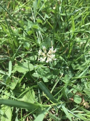 Trifolium repens