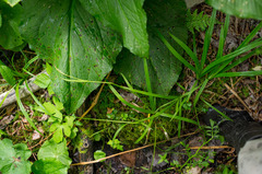 Careyanae