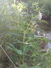 Cardamine macrophylla