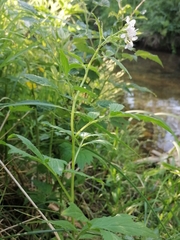 Cardamine macrophylla