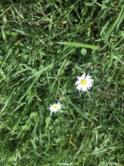 Bellis perennis