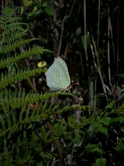 Gonepteryx