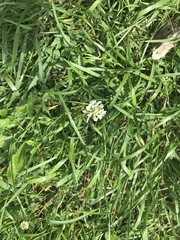 Trifolium repens