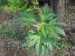 Ambrosia trifida trifida