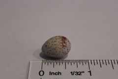 Thryomanes bewickii