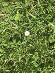 Bellis perennis