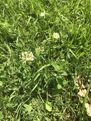 Trifolium repens