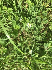 Cerastium