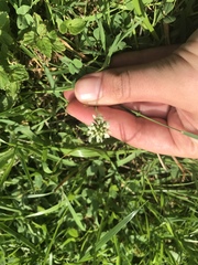 Trifolium repens