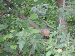 Turdus migratorius