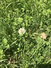 Trifolium repens