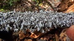 Hypotrachyna virginica