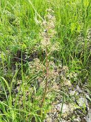 Trinia multicaulis