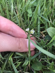 Cerastium