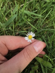 Bellis perennis