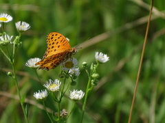 Argynnis hyperbius