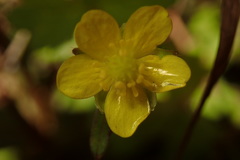 Ranunculus junipericola