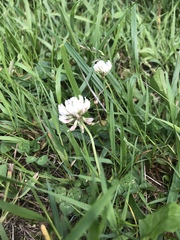 Trifolium repens