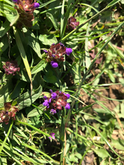 Prunella vulgaris