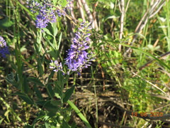 Veronica spuria