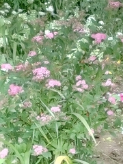 Spiraea japonica