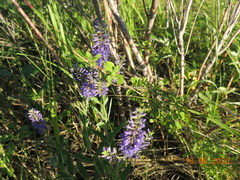 Veronica spuria