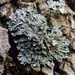 Scaly Fringe Lichen - Photo (c) Rob Curtis, some rights reserved (CC BY-NC-SA), uploaded by Rob Curtis