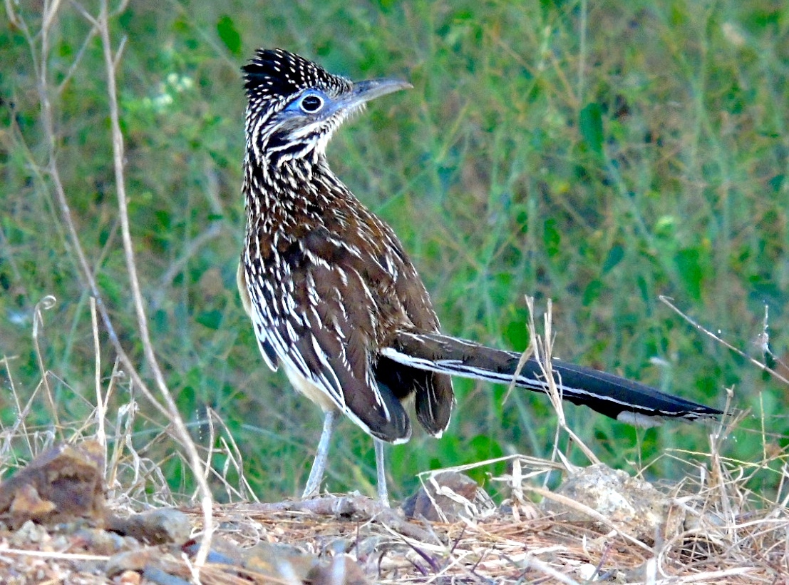 Lesser Roadrunner illustration