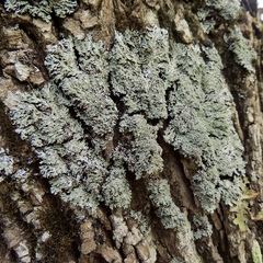 Heterodermia squamulosa