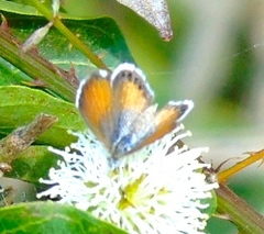 Brephidium exilis exilis