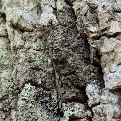 Rinodina ascociscana