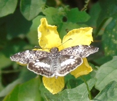 Chiomara georgina georgina
