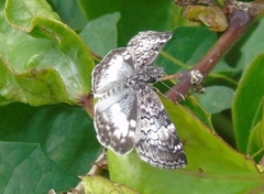 Chiomara georgina georgina