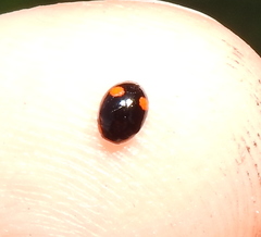 Hyperaspis campestris