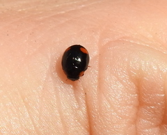 Hyperaspis campestris