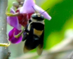 Centris flavofasciata