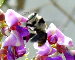 Centris flavofasciata