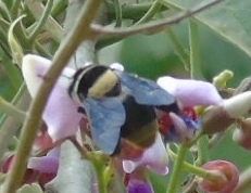 Centris flavofasciata