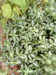Vinca minor